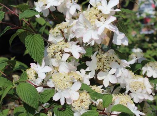 Viburnum plicatum 'Kilimandjaro Sunrise'  - Fehér-rózsaszín virágú redős bangita
