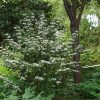 Viburnum plicatum 'Kilimandjaro Sunrise'  - Fehér-rózsaszín virágú redős bangita