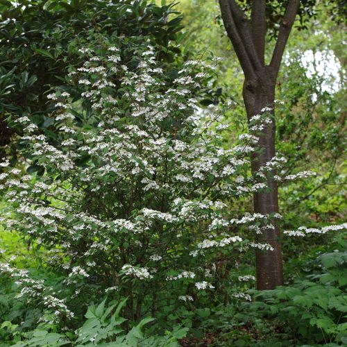 Viburnum plicatum 'Kilimandjaro Sunrise'  - Fehér-rózsaszín virágú redős bangita