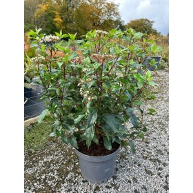 Viburnum tinus "Eve Price" – Örökzöld bangita
