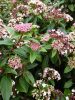 Viburnum tinus "Eve Price" – Örökzöld bangita