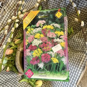 Allium Mix - Díszhagyma virághagyma 25db/csomag