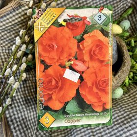   Begonia Double "Copper" - Begónia virághagyma 3db/csomag