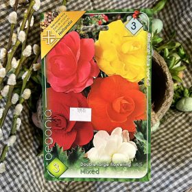 Begonia Double Mix - Begónia virághagyma 3db/csomag