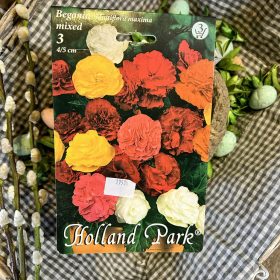   Begonia Multiflora maxima Mix - Begónia virághagyma 3db/csomag