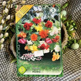 Begonia Pendula Mixed - Begónia virághagyma 3db/csomag