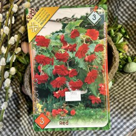 Begonia Pendula red - Begónia virághagyma 3db/csomag