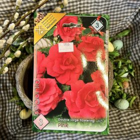 Begonia Double pink - Begónia virághagyma 3db/csomag