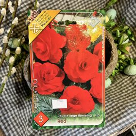 Begonia Double red - Begónia virághagyma 3db/csomag