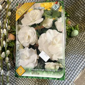 Begonia Double white - Begónia virághagyma 3db/csomag
