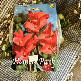 Canna 'pink' - Kánna virághagyma 1db/csomag