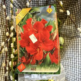 Canna 'red' - Kánna virághagyma 1db/csomag