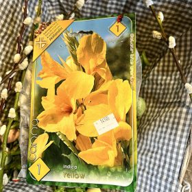   Canna indica 'yellow' - Kánna virághagyma 1db/csomag
