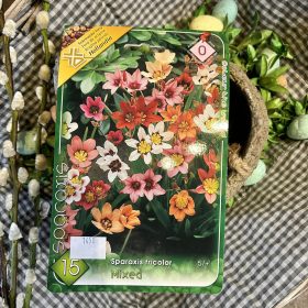   Sparaxis tricolor Mix - Cigányvirág virághagyma 15db/csomag