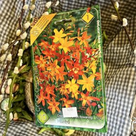 Crocosmia mix - Sáfrányfű virághagyma 10db/csomag