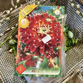   Dahlia Decorative 'Akita' - Dália gumó 1db/csomag