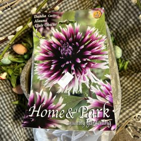   Dahlia Cactus 'Alauna Clair Obscur' - Dália gumó 1db/csomag