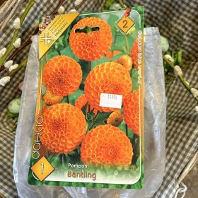 Dahlia Pompon 'Bantling' - Dália gumó 1db/csomag