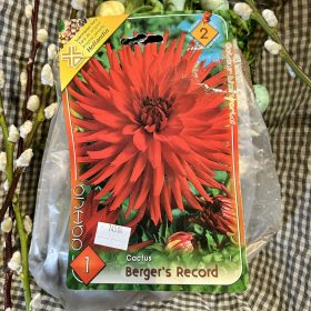   Dahlia Cactus "Berger's Record" - Dália gumó 1db/csomag