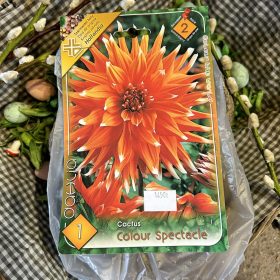   Dahlia Cactus 'Colour Spectacle' - Dália gumó 1db/csomag
