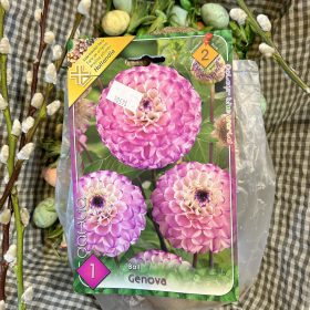 Dahlia Ball 'Genova' - Dália gumó 1db/csomag