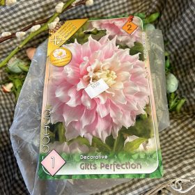   Dahlia Decorative 'Gitts Perfection' - Dália gumó 1db/csomag