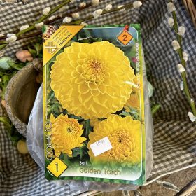   Dahlia Ball 'Golden Torch' - Dália gumó 1db/csomag