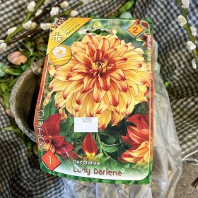   Dahlia Decorative 'Lady Darlene' - Dália gumó  1db/csomag