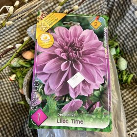   Dahlia Decorative 'Lilac time' - Dália gumó 1db/csomag