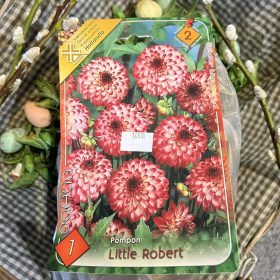   Dahlia Pompon 'Little Robert' - Dália gumó  1db/csomag