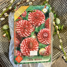   Dahlia Pompon 'Little Williem' - Dália gumó  1db/csomag