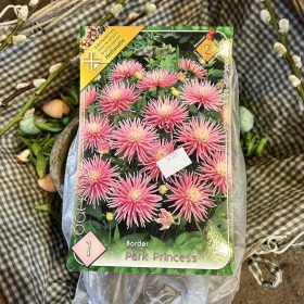   Dahlia Border 'Park princess' - Dália gumó 1db/csomag