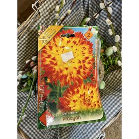   Dahlia Decorative 'Procyon' - Dália gumó 1db/csomag