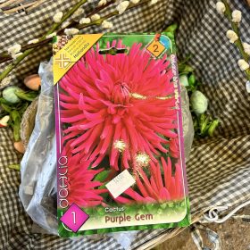   Dahlia Cactus 'Purple Gem' - Dália gumó 1db/csomag