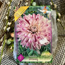   Dahlia Decorative 'Smokey' - Dália gumó 1db/csomag