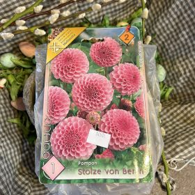   Dahlia Pompon 'Stolze von Berlin' - Dália gumó 1db/csomag