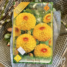 Dahlia Ball 'Sunny Boy' - Dália gumó 1db/csomag