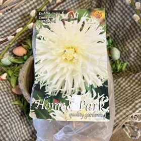   Dahlia Cactus 'Tsuki Yori No Shisha' - Dália gumó 1db/csomag