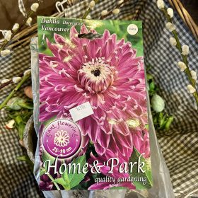   Dahlia Decorative 'Vancouver' - Dália gumó 1db/csomag