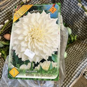   Dahlia Decorative 'White perfection' - Dália gumó 1db/csomag