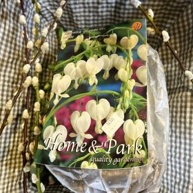   Dicentra spectabilis 'Alba' - Szívvirág virághagyma 1db/csomag