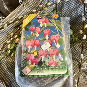   Dicentra spectabilis 'Pink' - Szívvirág virághagyma 1db/csomag