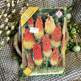   Kniphofia uvaria - Fürtös fáklyaliliom virághagyma 1db/csomag