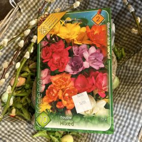 Freesia double mix - Frézi virághagyma 10db/csomag