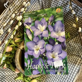 Freesia single blue - Frézi virághagyma 10db/csomag