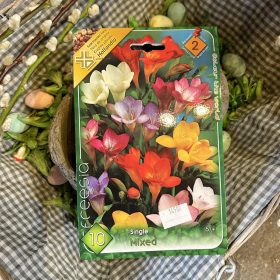 Freesia single mix - Frézi virághagyma 10db/csomag