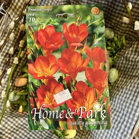Freesia single red - Frézi virághagyma 10db/csomag