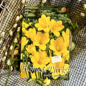 Freesia single yellow - Frézi virághagyma 10db/csomag