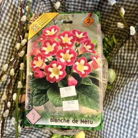   Gloxinia "Blanche de Meru" - Gloxínia virághagyma 1db/csomag