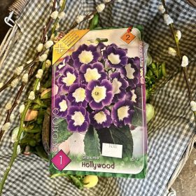   Gloxinia "Hollywood" - Gloxínia virághagyma 1db/csomag